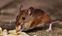 24 Hour & Emergency Exterminators in Queens College, NC
